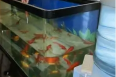 才买三个月不月到的鱼缸
